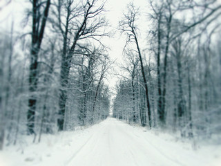 Obraz premium Winter forest in snow
