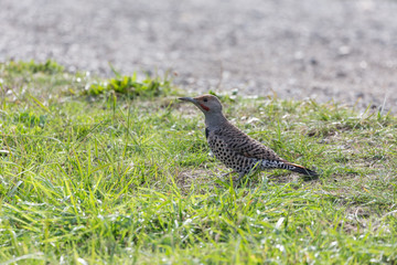 Northern flicker bird