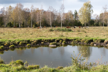 Obraz premium Waterhole in front of a herd of cattle