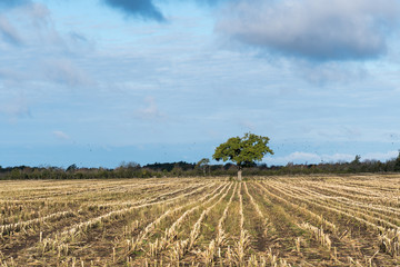 Lone tree in a stubble field