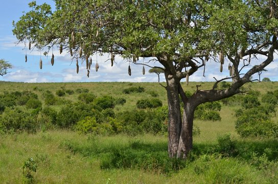 Image Arbre à saucisses (Kigelia africana syn. Kigelia pinnata) - 388044 -  Images de plantes et de jardins - botanikfoto