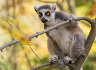 Stechender Blick