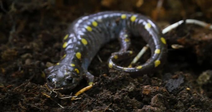 Spotted salamander looking directly at the camera and moving its head.