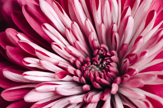Macro of center of pink chrysanthemum flower