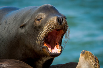 Fototapeta premium Barking Sea Lion Bull