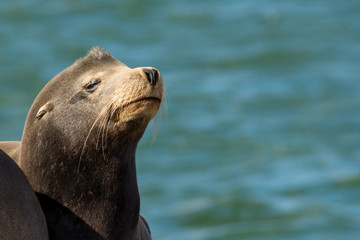 Obraz premium Sea Lion Pup