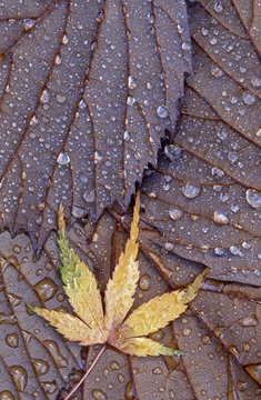 closeup autumn leaves and raindrops magnolia japanese maple (acer palmatum)