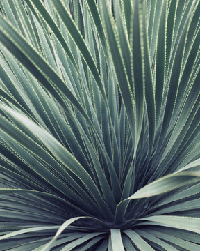 Detail of yucca plant from botanical garden