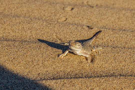 Desert sand gecko. Close up view