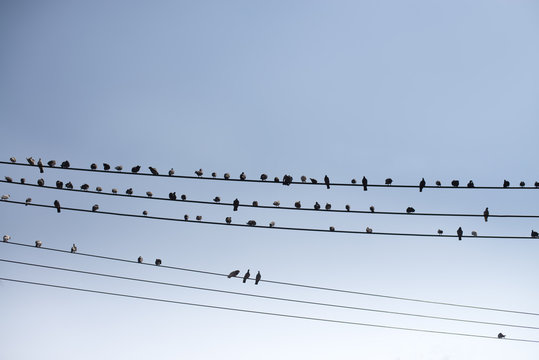 Birds on the wire