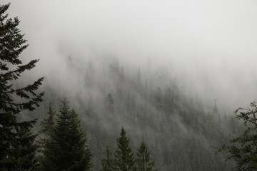 the morning mountain forest in the fog