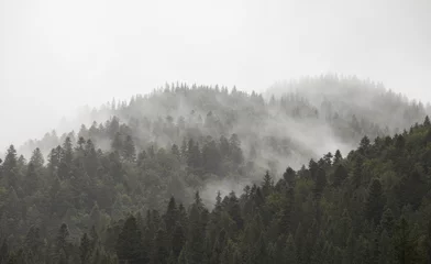Wandaufkleber der morgendliche Bergwald im Nebel © nick_fedirko