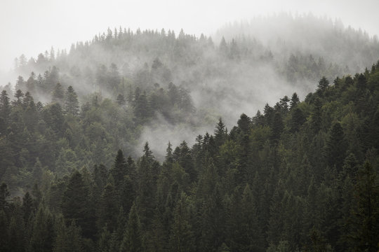 Fototapeta the morning mountain forest in the fog