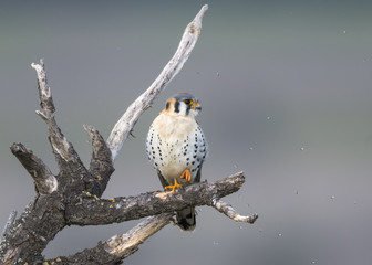 American Kestrel (Falco sparverius)