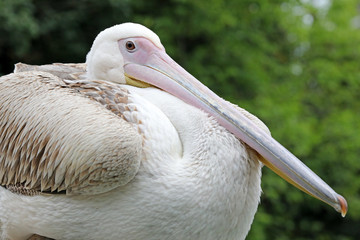 Pelican