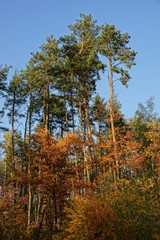 Высокие сосновые деревья и лиственная растительность в солнечный день