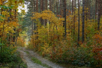 Obraz premium Песчаная дорога вдоль сосен и растительности с цветными листьями