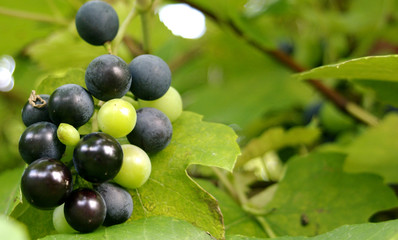 Dunkle Weintrauben