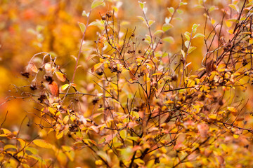 Autumn beech leaves decorate a beautiful nature bokeh background with forest