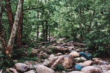 Riverbed Rocks in Forest