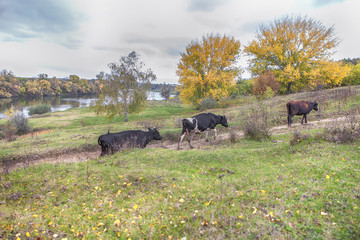 autumn scene with three cows