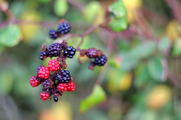 Blackberries