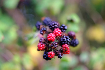 Blackberries