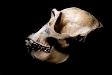 Naklejka premium Gorilla