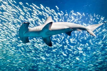 Scalloped hammerhead shark surrounded by fish © Dusseauphoto