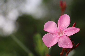 Oleander pink flower with raindrops bright and freshness on tree after rainy 