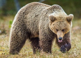 Obraz na płótnie Canvas Wild adult Brown Bear ( Ursus Arctos ) in the summer forest. Green natural background
