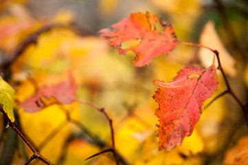Autumn beech leaves decorate a beautiful nature bokeh background with forest