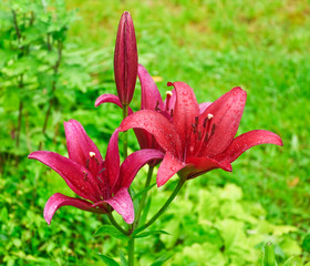 Red Lily (Lilium) in the water droplets after the rain