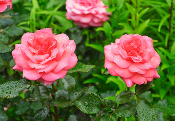 Beautiful two large pink roses in water drops after a rain