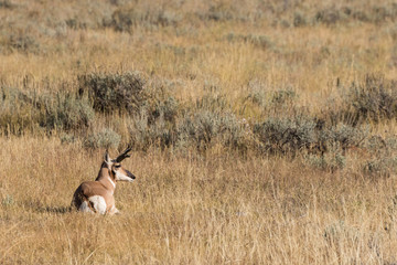 Pronghorn Antelope Buck