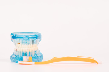 tooth model or dental model with colorful toothbrush