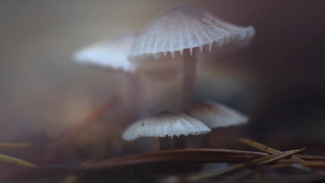 Toadstool in dark forest close-up. Wide inedible amanita mushrooms growing. 3840X2160 4K UHD video footage