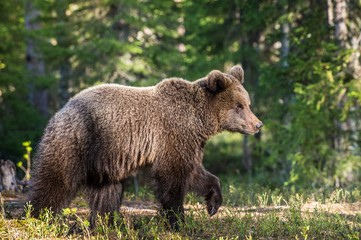 Obraz na płótnie Canvas Wild adult Brown Bear 