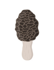 Edible mushrooms, morel. Raw vegetarian food. Cartoon flat style. Vector