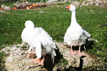 geese standing on a rock in a grassy field