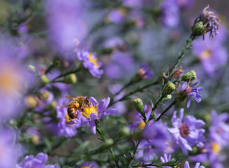 Macro Bee