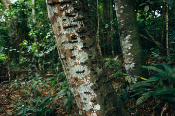 Trees scarified by marmosets in tropical forest in Brazil