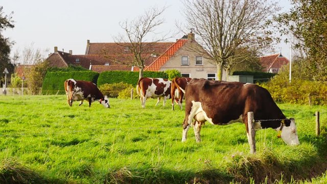 cows eating grass