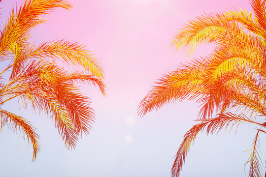Two Palm Trees on Toned Purple Blue Pink Sky Background Golden Sun Flare. Frame Border Composition Copy Space for Text. Tropical Foliage Vacation Ocean Beach