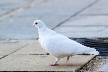 White Dove Walking Across Paved Church Courtyard