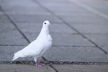 White Dove Standing in Paved Church Courtyard with Identification Bird Ring