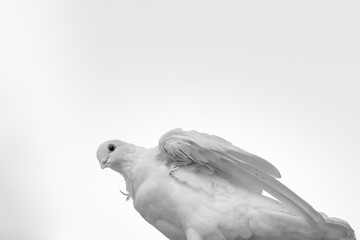 White Dove Looking Down from Beneath with Copy Space