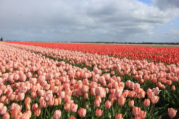 Pink tulips in a field