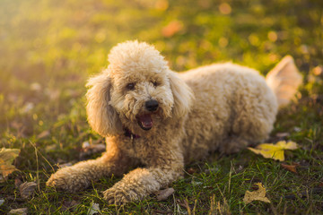 Cute little miniature poodle, cream white color, enjoying the day out in the park, lit by golden sunset light