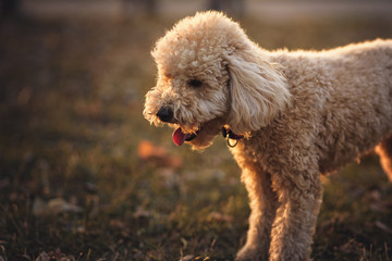 Cute little miniature poodle, cream white color, enjoying the day out in the park, lit by golden sunset light